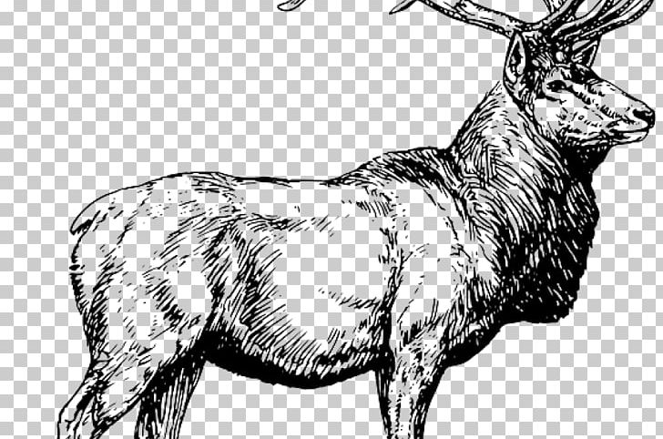 White-tailed Deer Elk Moose Hunting PNG, Clipart, Animals, Antelope, Antler, Black And White, Coloring Book Free PNG Download