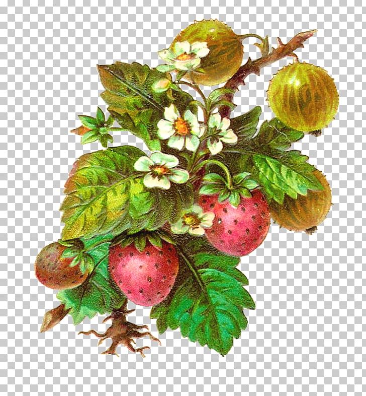 Fruit Strawberry PNG, Clipart, Antique, Berry, Blog, Cherry, Clip Art Free PNG Download