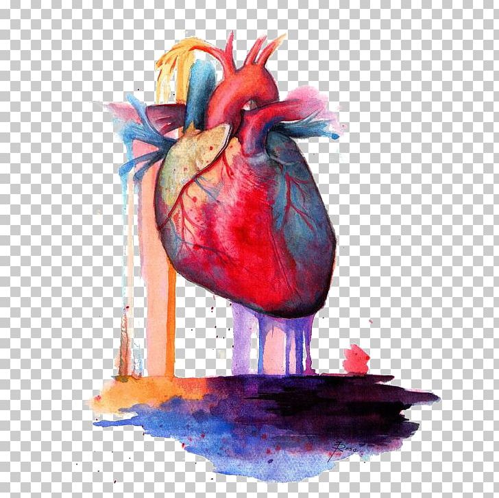 Heart Anatomy Watercolor Painting PNG, Clipart, Art, Artery, Artist, Bird, Broken Heart Free PNG Download