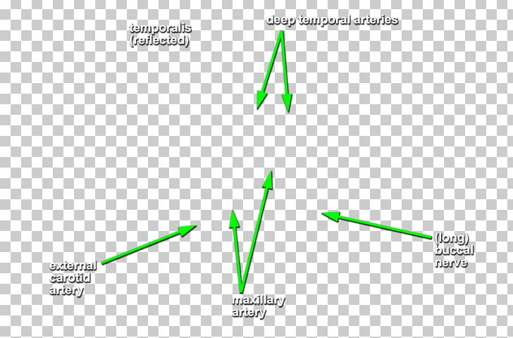 Diagram Graphics Product Design Green Line PNG, Clipart, Angle, Area, Art, Brand, Diagram Free PNG Download