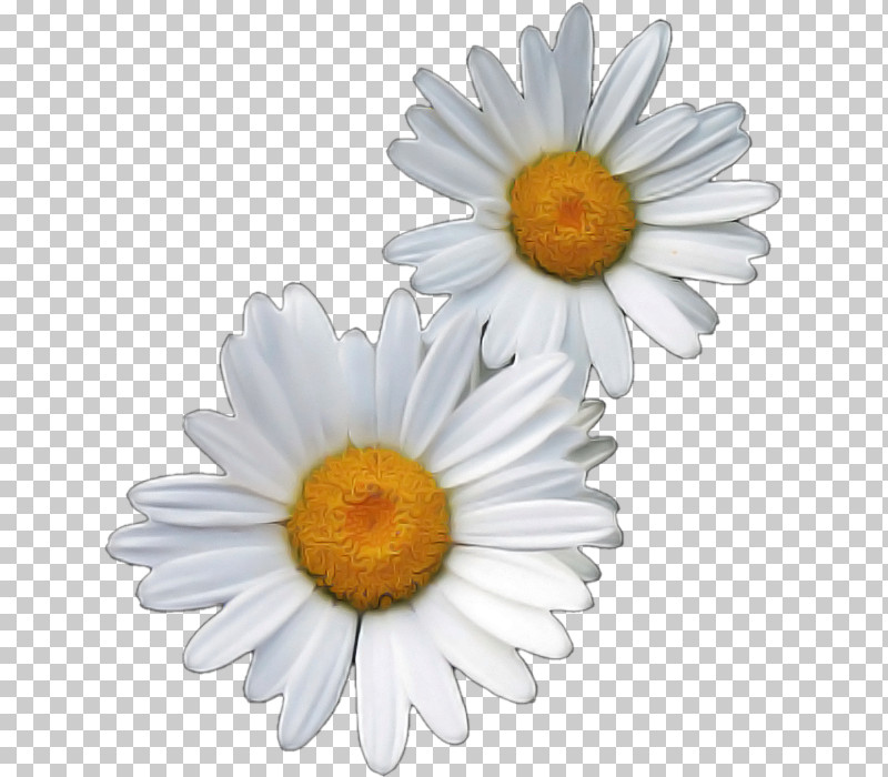 Oxeye Daisy Chrysanthemum Transvaal Daisy Marguerite Daisy Roman Chamomile PNG, Clipart, Argyranthemum, Chamomiles, Chrysanthemum, Daisy Family, Marguerite Daisy Free PNG Download