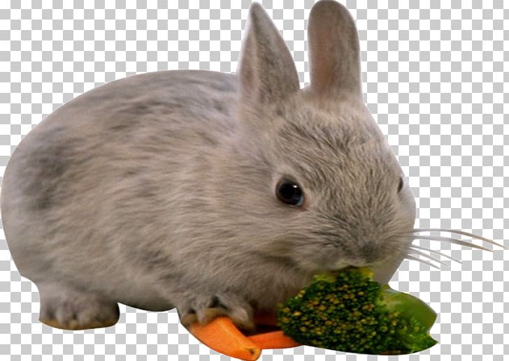 European Rabbit Leporids PNG, Clipart, Animal, Baby Eating, Bite, Cauliflower, Domestic Rabbit Free PNG Download