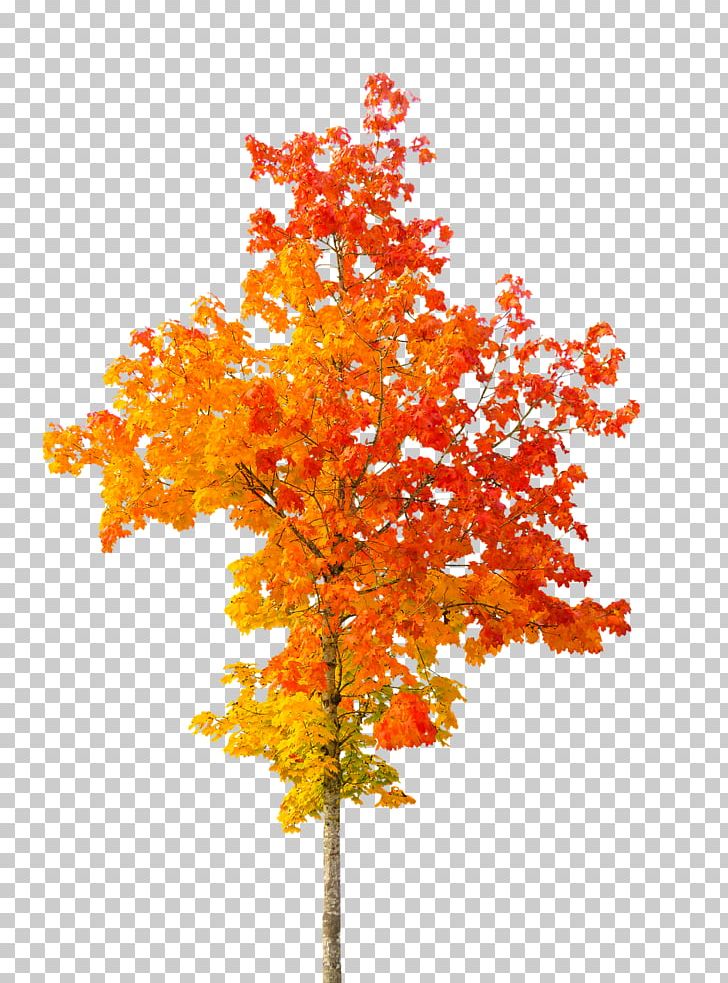 Tree Autumn Leaf Color PNG, Clipart, Autumn, Autumn Leaf Color, Branch, Flowering Plant, Leaf Free PNG Download