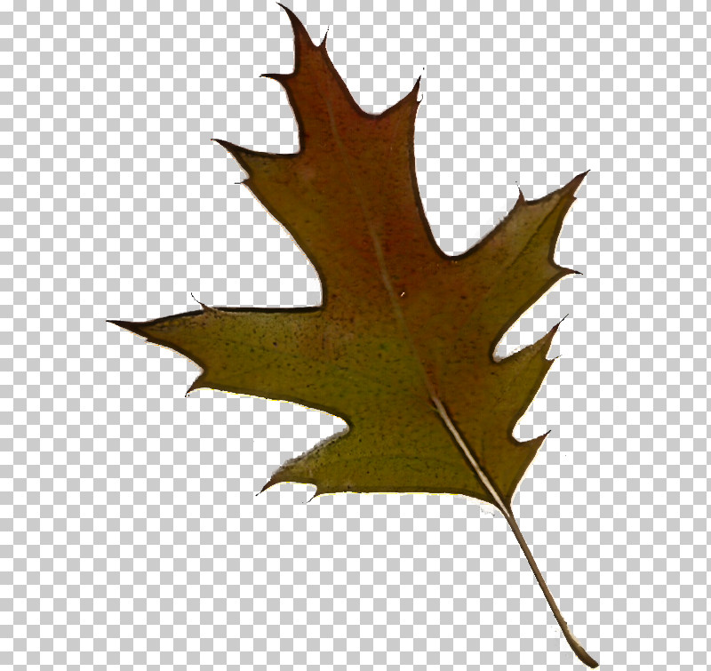 Maple Leaf PNG, Clipart, Black Maple, Black Oak, Deciduous, Holly, Leaf Free PNG Download