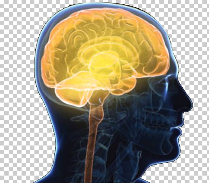 Central Nervous System Brain Outline Of The Human Nervous System Nerve PNG, Clipart, Anatomy, Brain, Brainstem, Central, Cerebrum Free PNG Download