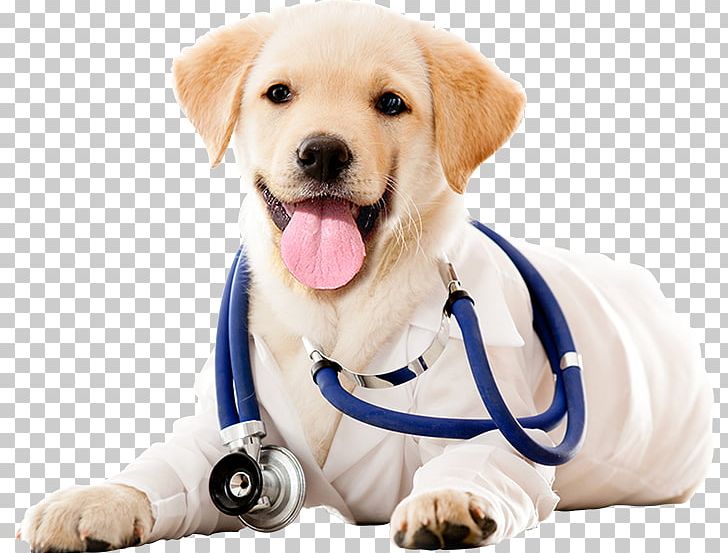 Dog Veterinarian Veterinary Medicine Clinique Vétérinaire Pet PNG, Clipart, Animal Rescue Group, Animals, Animal Welfare, Carnivoran, Companion Dog Free PNG Download