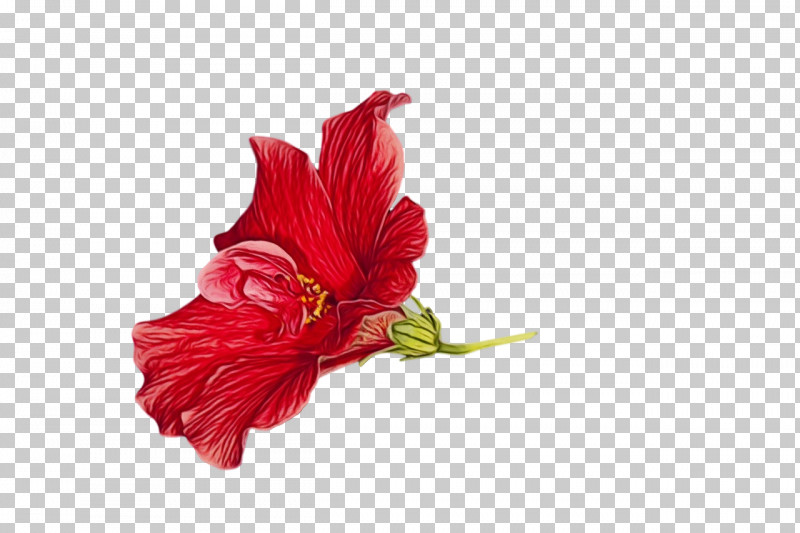 Hibiscus Plant Stem Mallows Amaryllidaceae Cut Flowers PNG, Clipart, Amaryllidaceae, Amaryllis, Cut Flowers, Flower, Hibiscus Free PNG Download