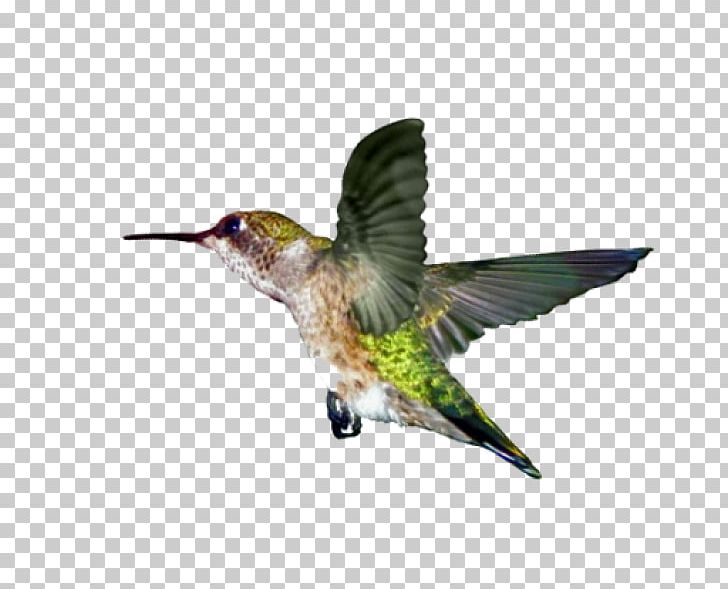 Ruby-throated Hummingbird Wing Beak PNG, Clipart, Agents Of Good, Animals, Beak, Bird, Envelope Free PNG Download