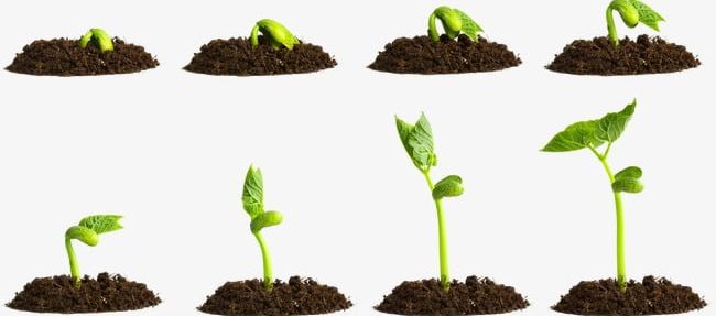 Seed Germination Process PNG, Clipart, Bean, Bean Sprouts, Germination, Germination Clipart, Grow Free PNG Download