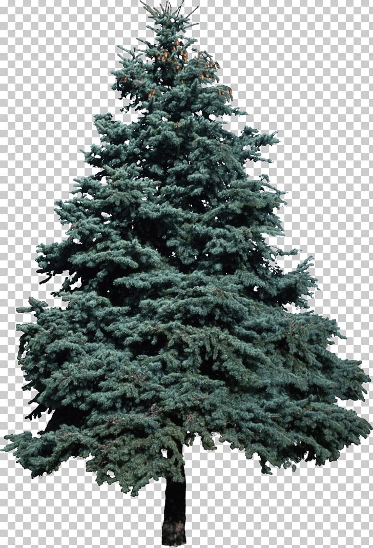 Tree Blue Spruce Pine Conifers PNG, Clipart, Biome, Blue Spruce, Christmas Decoration, Christmas Ornament, Christmas Tree Free PNG Download