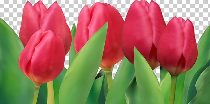 Tulip Euclidean PNG, Clipart, Bud, Cdr, Computer Graphics, Download, Encapsulated Postscript Free PNG Download