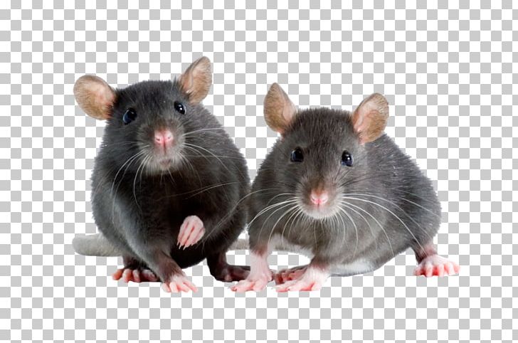 Brown Rat Fancy Mouse Rodent Fancy Rat PNG, Clipart, Animals, Animal Shelter, Bait, Brown Rat, Cage Free PNG Download