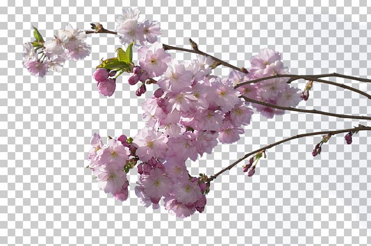 Cherry Blossom PNG, Clipart, Adobe Flash, Blossom, Branch, Cherry, Cherry Blossom Free PNG Download