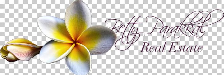 Cut Flowers Red Frangipani PNG, Clipart, Betty, Body Jewelry, Cut Flowers, Download, Estate Free PNG Download