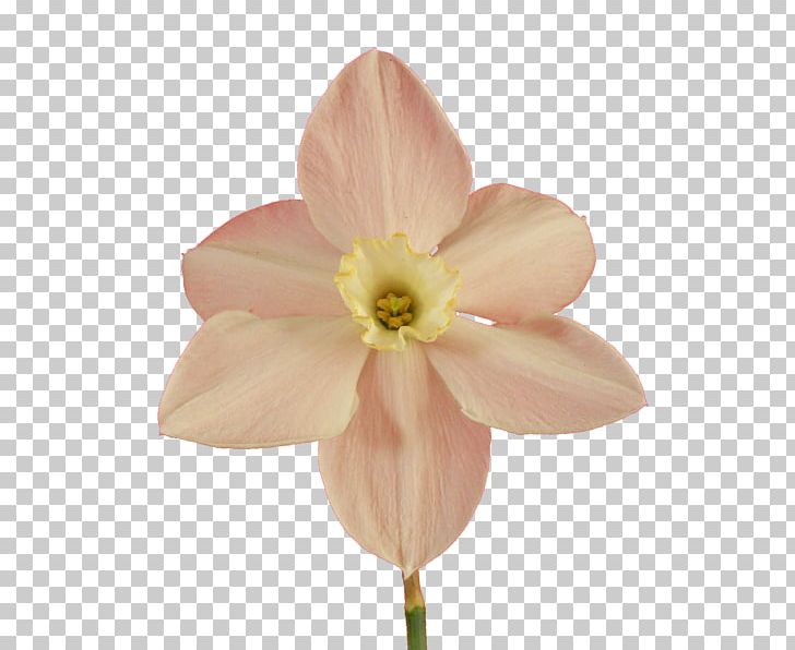 Flower PNG, Clipart, Floristry, Flower, Flowering Plant, Google Images, Herbaceous Plant Free PNG Download