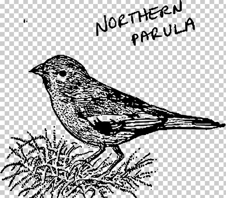 House Sparrow Bird Line Art American Sparrows Northern Parula PNG, Clipart, American Sparrows, Animals, Art, Artwork, Beak Free PNG Download