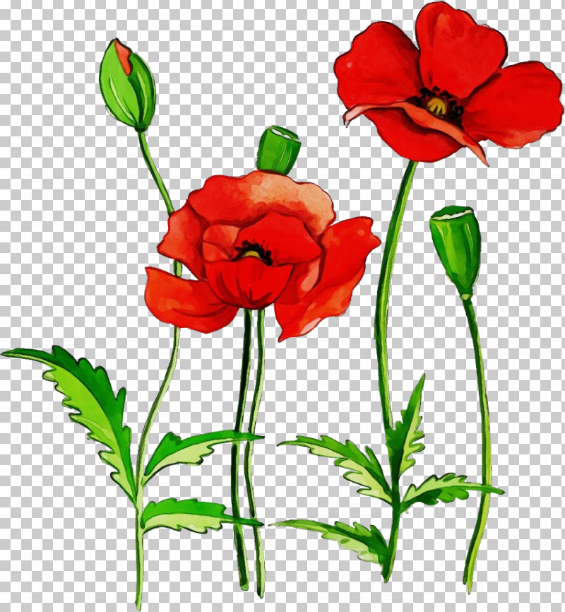 Flower Red Plant Petal Coquelicot PNG, Clipart, Coquelicot, Corn Poppy, Cut Flowers, Flower, Oriental Poppy Free PNG Download