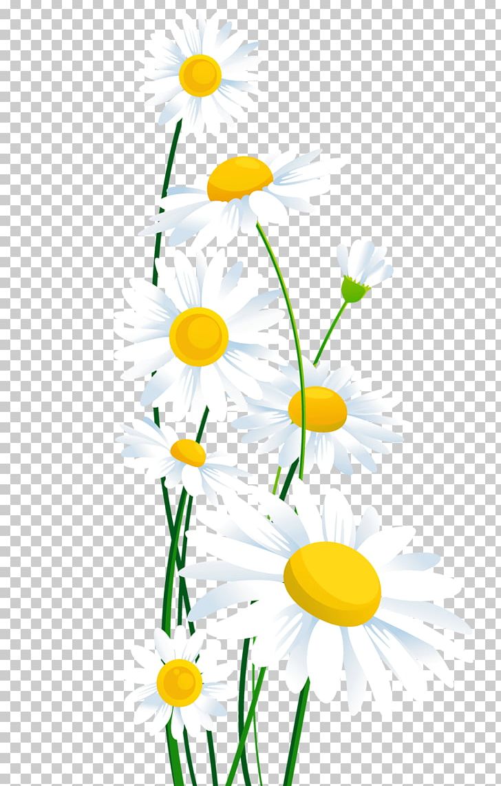 Common Daisy PNG, Clipart, Branch, Chamomile, Circle, Computer Icons, Copyright Free PNG Download