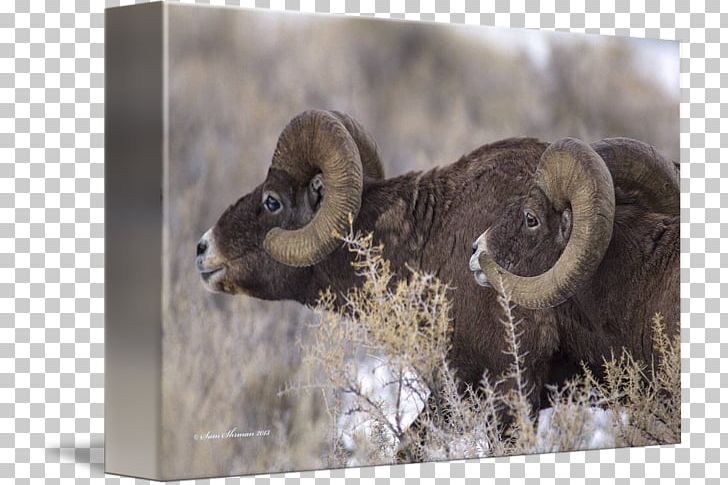 Fauna Snout Wildlife PNG, Clipart, Bighorn, Fauna, Horn, Sheep, Snout Free PNG Download