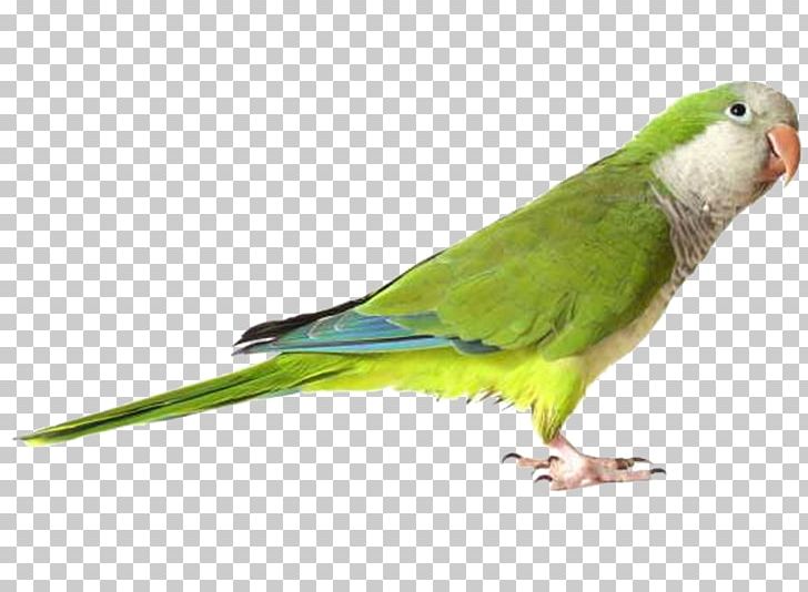 Parrot Budgerigar Lovebird Green Rosella PNG, Clipart, Animal, Animals, Beak, Bird, Budgerigar Free PNG Download