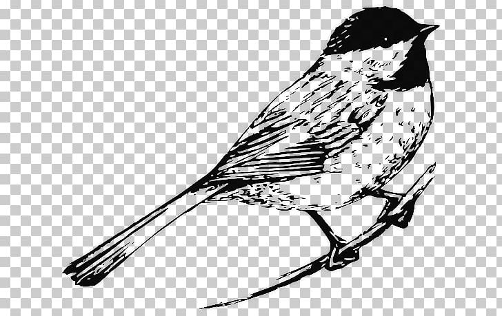 Bird Drawing Black And White Chickadee PNG, Clipart, Art, Artwork, Beak, Bird, Black And White Free PNG Download