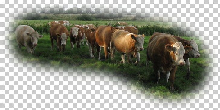 Cattle Pasture Grazing Herd Wildlife PNG, Clipart, Cattle, Cattle Like Mammal, Class, Denmark, Grass Free PNG Download