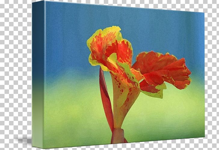 Canna Indian Shot Gallery Wrap Modern Art Canvas PNG, Clipart, Art, Canna, Canna Family, Canna Lily, Canvas Free PNG Download