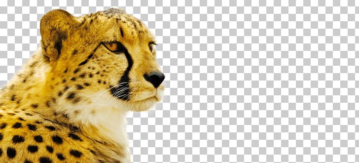 Cheetah Cat Stock Photography Stock.xchng PNG, Clipart, Animal, Big Cat, Big Cats, Carnivoran, Cat Free PNG Download