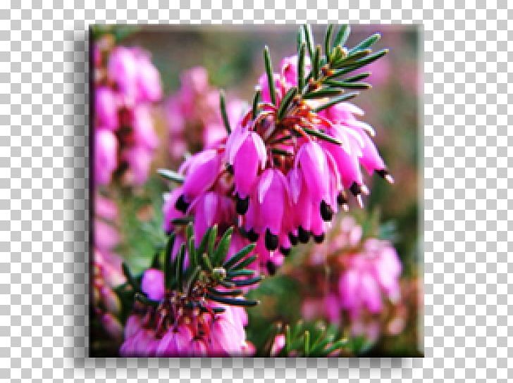 Shrub Lavender-cotton Garden Winter Heath Armeria Maritima PNG, Clipart, Aegopodium Podagraria, Armeria Maritima, Blossom, Erica, Evergreen Free PNG Download