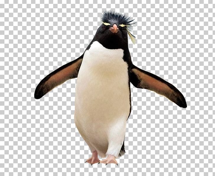 Southern Rockhopper Penguin Falkland Islands Yandex Search PNG, Clipart, Animal, Animals, Beak, Bird, Carrot Free PNG Download