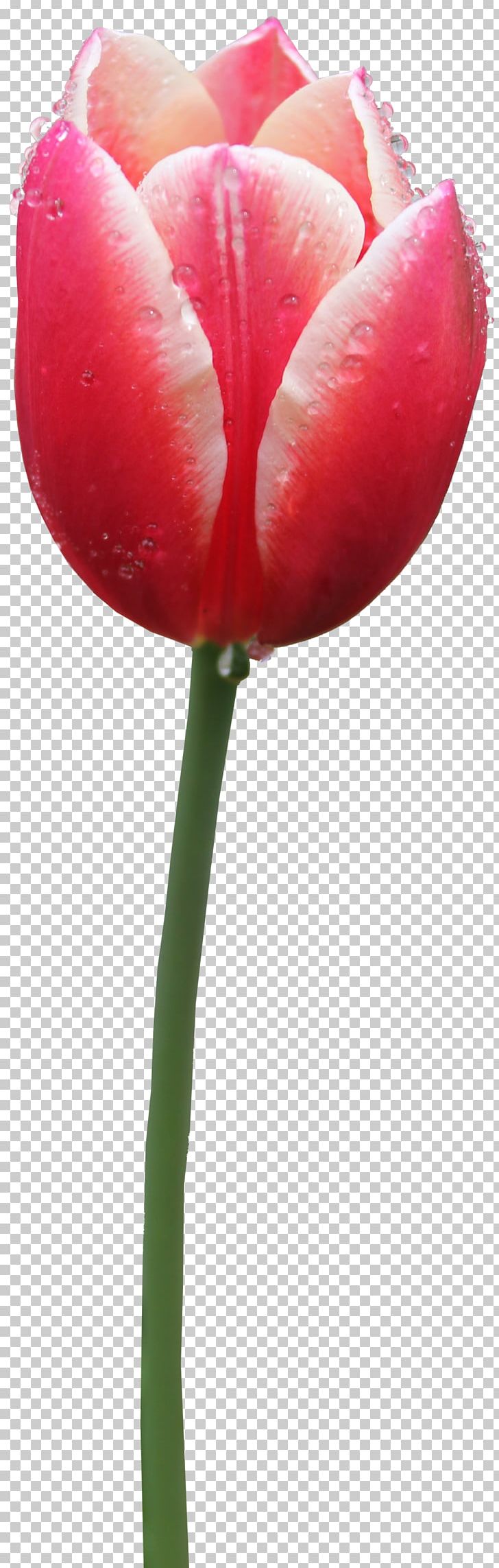 Tulip PNG, Clipart, Appbreeze, Blue, Bud, Cleaneating, Closeup Free PNG Download