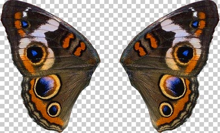 Brush-footed Butterflies Butterflies And Moths Insect Wing PNG, Clipart, Animal, Animals, Bird, Brush Footed Butterfly, Butterflies And Moths Free PNG Download