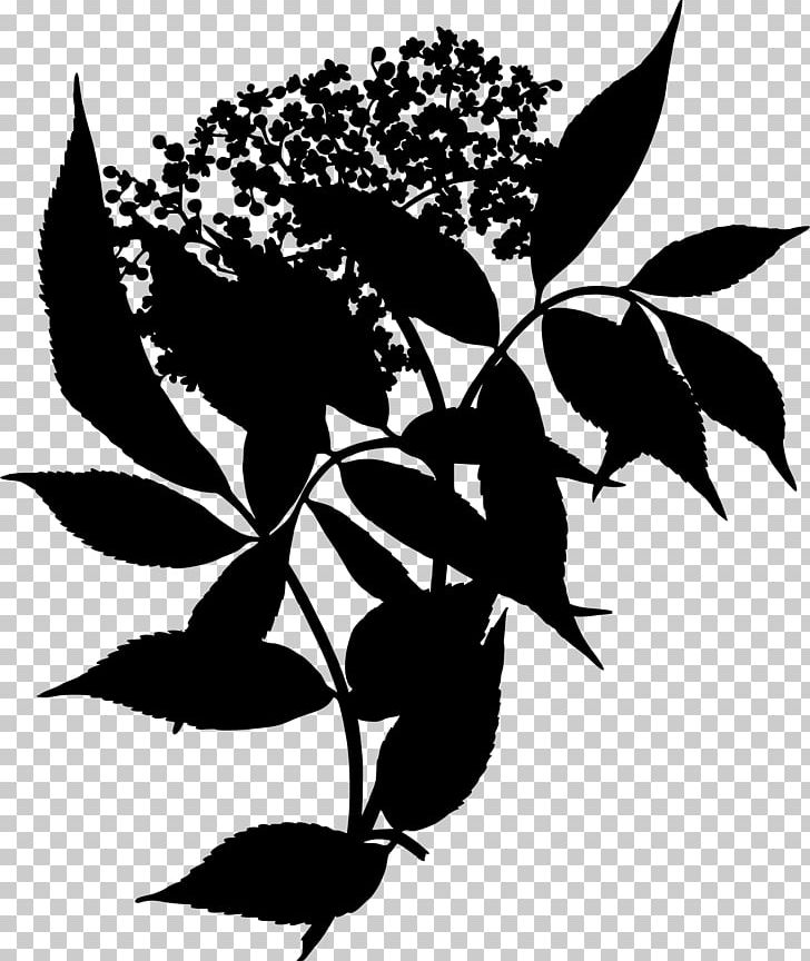 Elderflower Cordial Sambucus Canadensis Medicinal Plants PNG, Clipart, Black, Black And White, Branch, Caprifoliaceae, Elder Free PNG Download