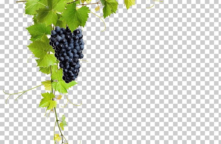Common Grape Vine Wine Grape Leaves Raisin PNG, Clipart, Common Grape Vine, Flowering Plant, Food, Food Drinks, Fruit Free PNG Download