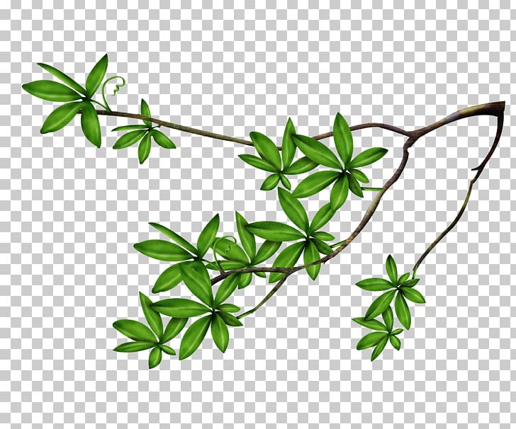 Leaf Tree Branch PNG, Clipart, Branch, Computer Software, Download, Encapsulated Postscript, Flora Free PNG Download