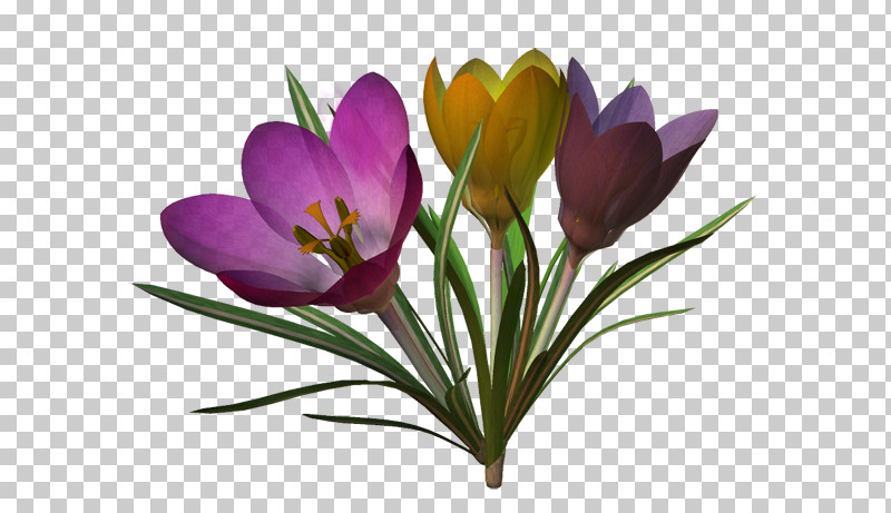 Flower Crocus Crocus M Cut Flowers PNG, Clipart, Crocus, Crocus M, Cut Flowers, Flower, Internet Forum Free PNG Download