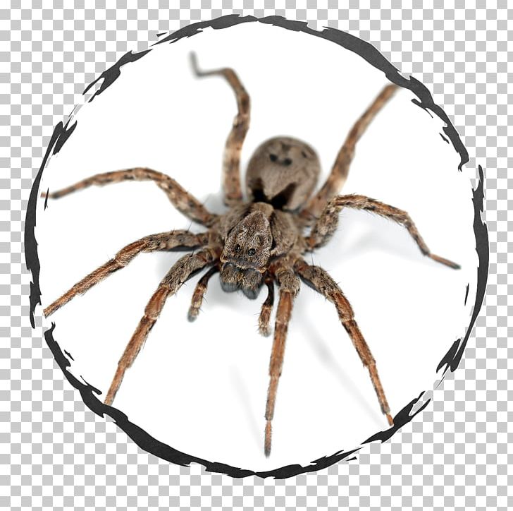 Cockroach Spider Insect Tegenaria Domestica Bed Bug PNG, Clipart, American Cockroach, Animal, Animals, Arachnid, Araneus Free PNG Download
