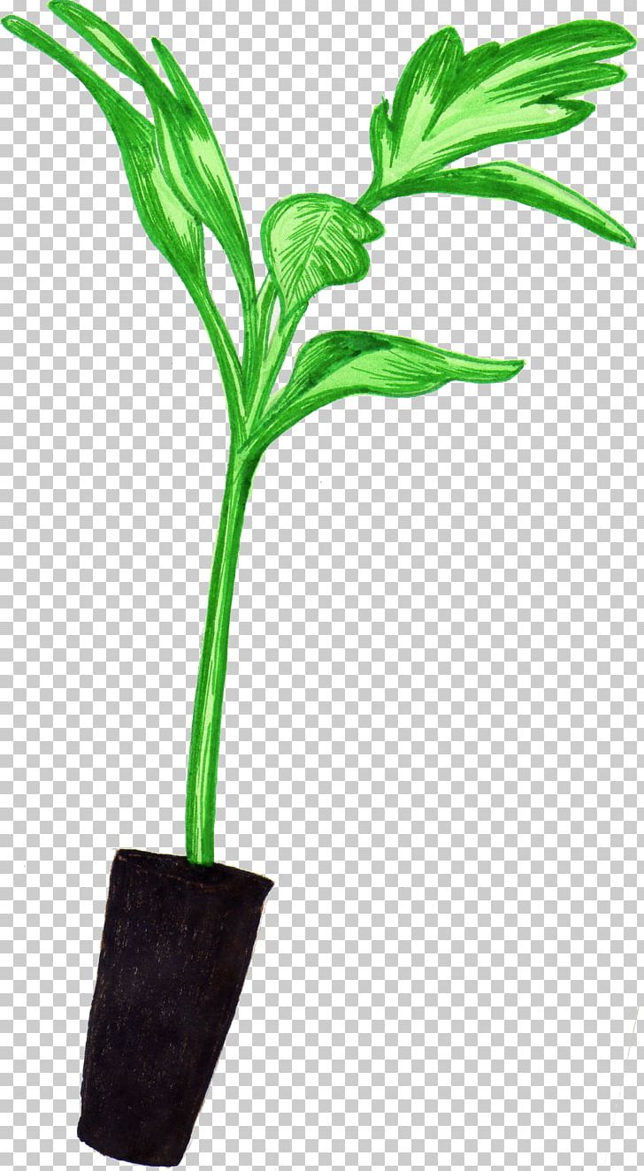 Leaf Seedling Tomato Flowerpot Germination PNG, Clipart, Capsicum, Flower, Flowerpot, Fruit, Germination Free PNG Download