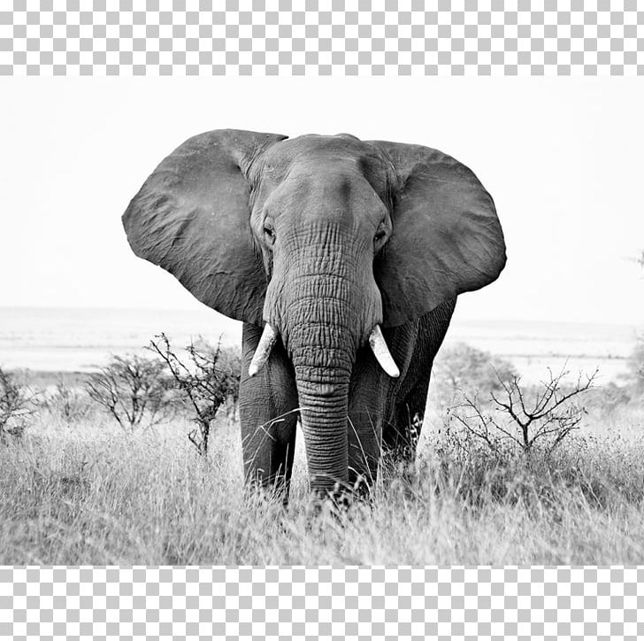 African Elephant Black And White Indian Elephant PNG, Clipart, Animals, Art, Canvas Print, Elephant, Elephants And Mammoths Free PNG Download