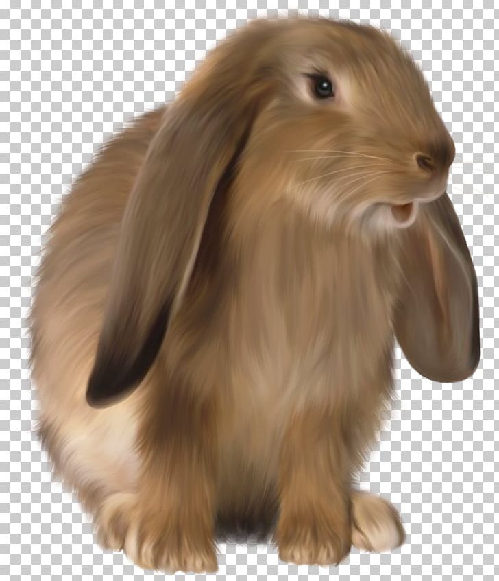 Domestic Rabbit Easter Bunny Hare PNG, Clipart, Animal, Animals, Animation, Domestic Rabbit, Easter Bunny Free PNG Download