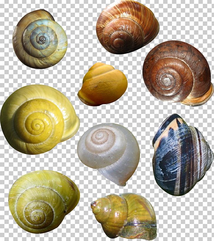Lymnaeidae Conchology Snail PNG, Clipart, Adobe Illustrator, Animals, Encapsulated Postscript, Escargot, Helix Free PNG Download