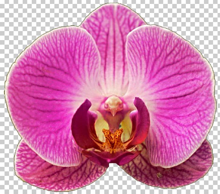 Moth Orchids PNG, Clipart, Clip Art, Color, Deviantart, Flower, Flowering Plant Free PNG Download