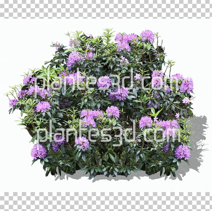 Shrub Flower Rhododendron Treelet PNG, Clipart, Annual Plant, Azalea, Box, Clipping Path, Cornelian Cherry Free PNG Download