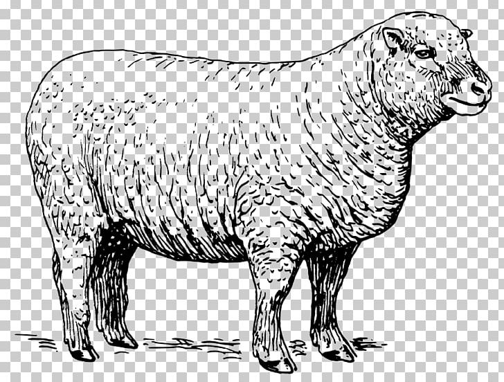 Wiltipoll Lamb And Mutton Rubber Stamp PNG, Clipart, Animal Figure, Black And White, Carnivoran, Cattle Like Mammal, Color Free PNG Download