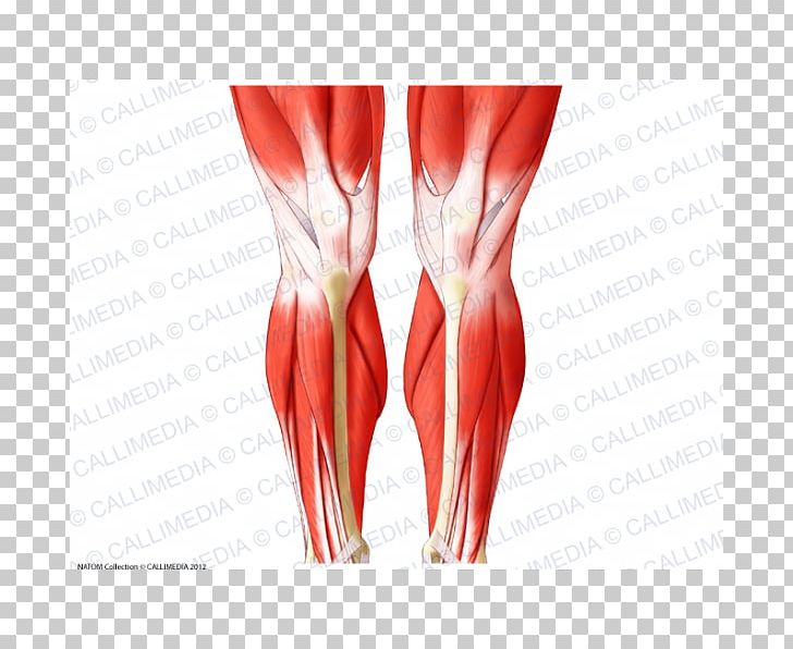 Knee Biceps Femoris Muscle Crus Patella PNG, Clipart, Anatomy, Arm, Biceps Femoris Muscle, Crus, Finger Free PNG Download