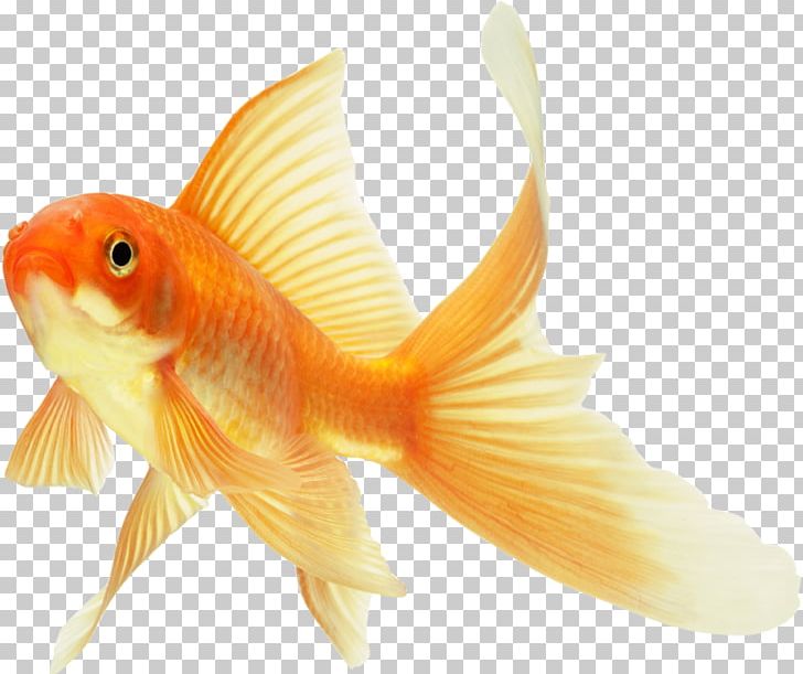 Koi Lionhead Common Goldfish Ryukin Red Cap Oranda PNG, Clipart, Animals, Aquarium, Bony Fish, Comet, Common Goldfish Free PNG Download