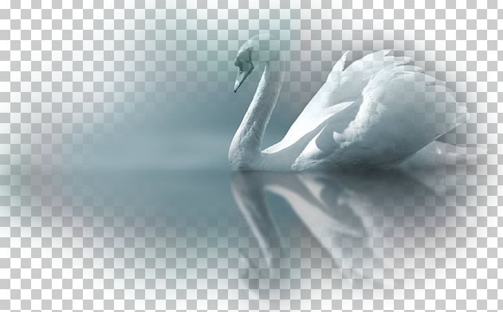 Painting Desktop Cygnini Canvas Cotton Duck PNG, Clipart, 1080p, Art, Ballet, Beak, Bird Free PNG Download
