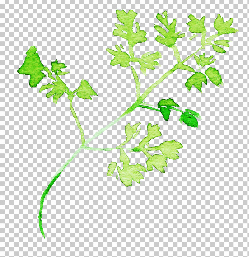 Parsley PNG, Clipart, Chervil, Flower, Herb, Herbal, Leaf Free PNG Download