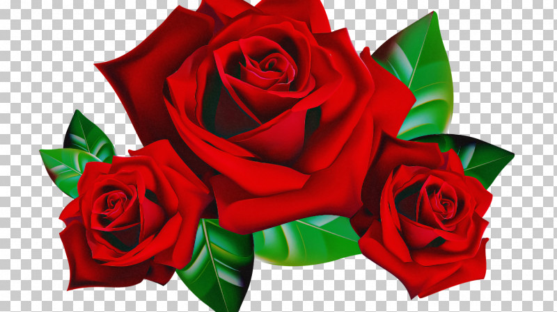 Garden Roses PNG, Clipart, Bouquet, China Rose, Cut Flowers, Floribunda, Flower Free PNG Download