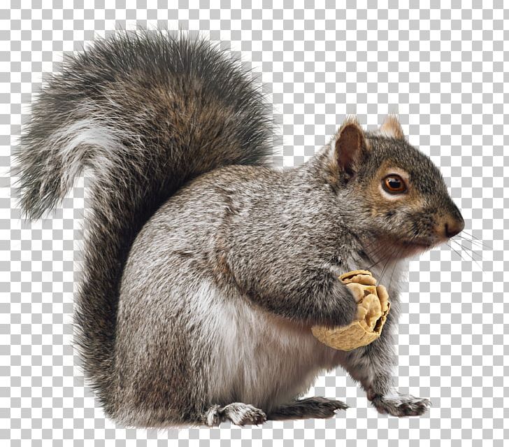 Fox Squirrel Rodent Christmas PNG, Clipart, Animals, Art, Christmas, Christmas Decoration, Download Free PNG Download
